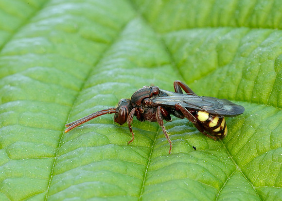 Nomada Bee