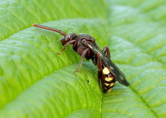 Nomada Bee