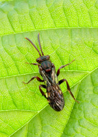 Nomada Bee