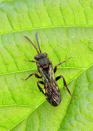 Nomada Bee