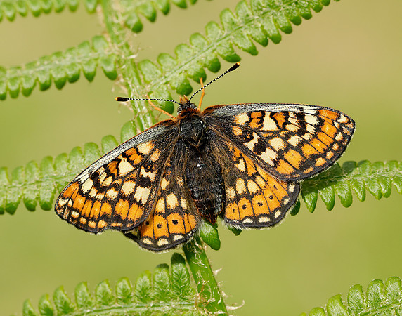 Marsh Fritillary Euphydryas aurinia
