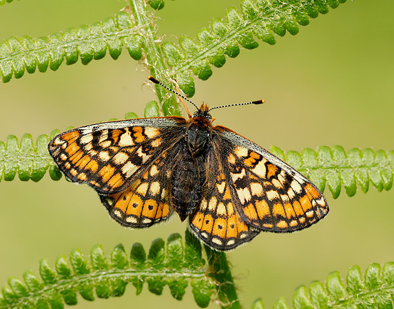 Marsh Fritillary Euphydryas aurinia
