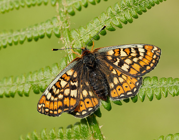 Marsh Fritillary Euphydryas aurinia