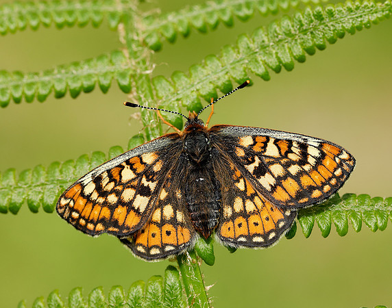 Marsh Fritillary Euphydryas aurinia