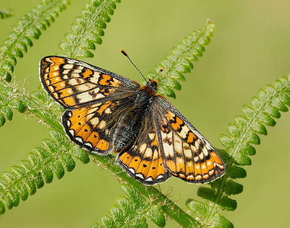 Marsh Fritillary Euphydryas aurinia