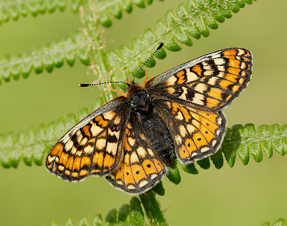 Marsh Fritillary Euphydryas aurinia
