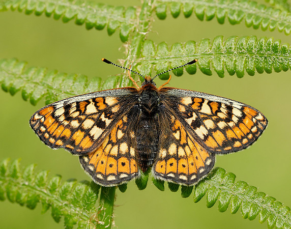 Marsh Fritillary Euphydryas aurinia