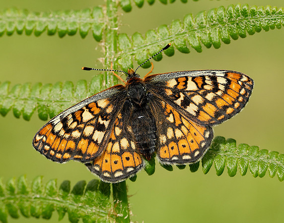 Marsh Fritillary Euphydryas aurinia