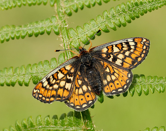 Marsh Fritillary Euphydryas aurinia