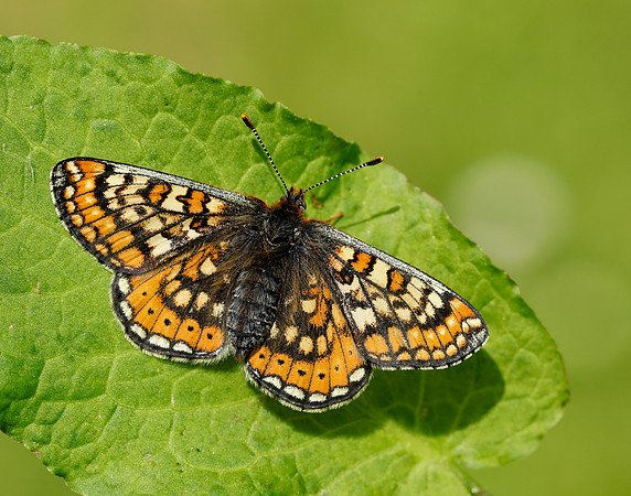 Marsh Fritillary Euphydryas aurinia