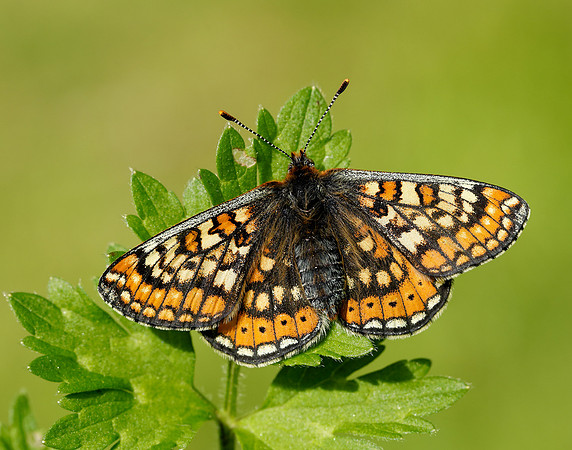Marsh Fritillary Euphydryas aurinia