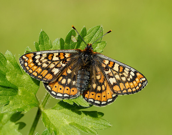 Marsh Fritillary Euphydryas aurinia