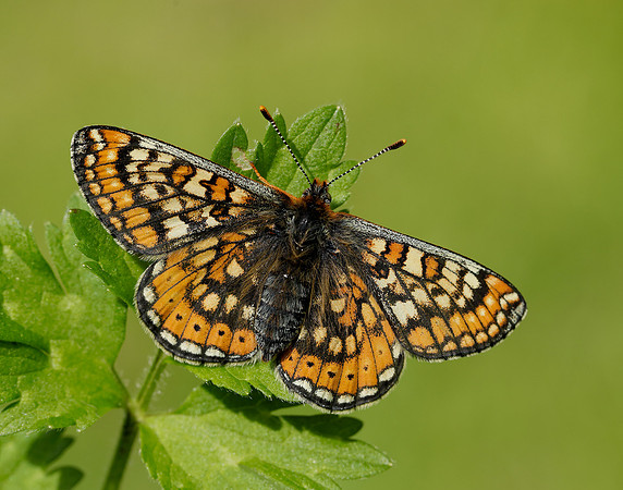 Marsh Fritillary Euphydryas aurinia