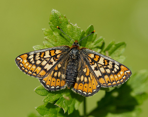 Marsh Fritillary Euphydryas aurinia