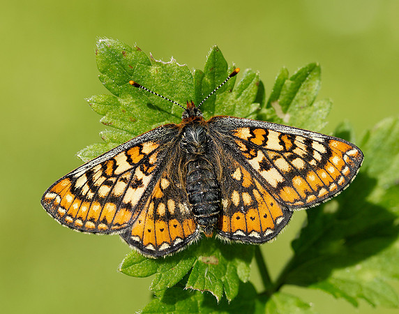 Marsh Fritillary Euphydryas aurinia