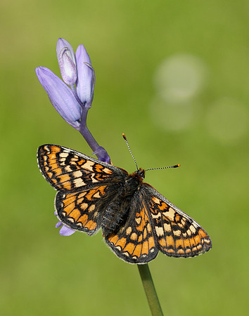Marsh Fritillary Euphydryas aurinia
