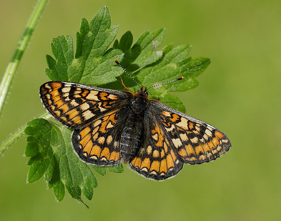 Marsh Fritillary Euphydryas aurinia