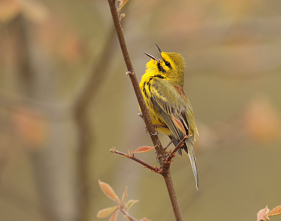 Prairie Warbler Setophaga discolor