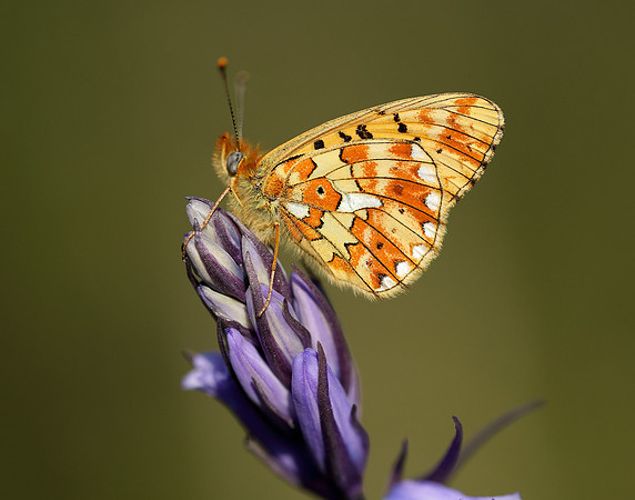 Pearl-bordered Fritillary Boloria euphrosyne