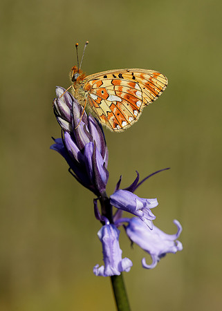 Pearl-bordered Fritillary Boloria euphrosyne