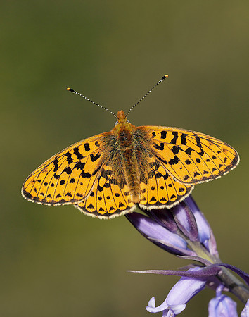 Pearl-bordered Fritillary Boloria euphrosyne