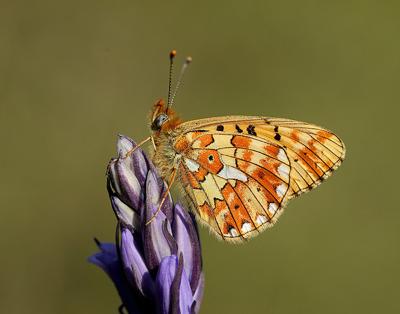Pearl-bordered Fritillary Boloria euphrosyne