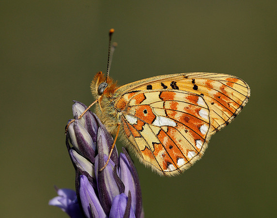 Pearl-bordered Fritillary Boloria euphrosyne