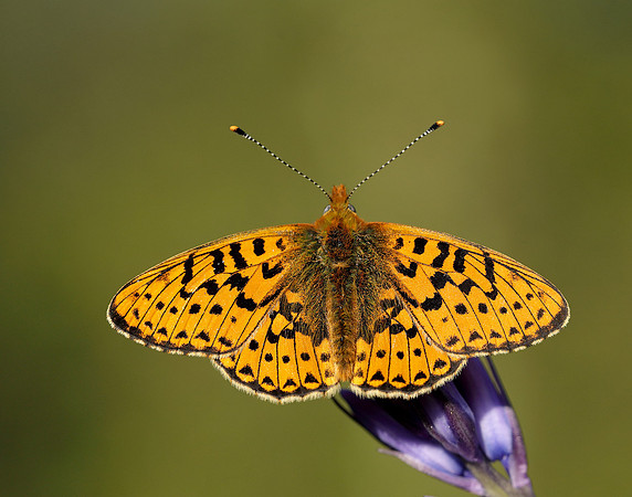 Pearl-bordered Fritillary Boloria euphrosyne