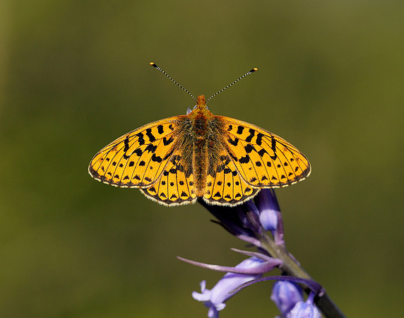 Pearl-bordered Fritillary Boloria euphrosyne