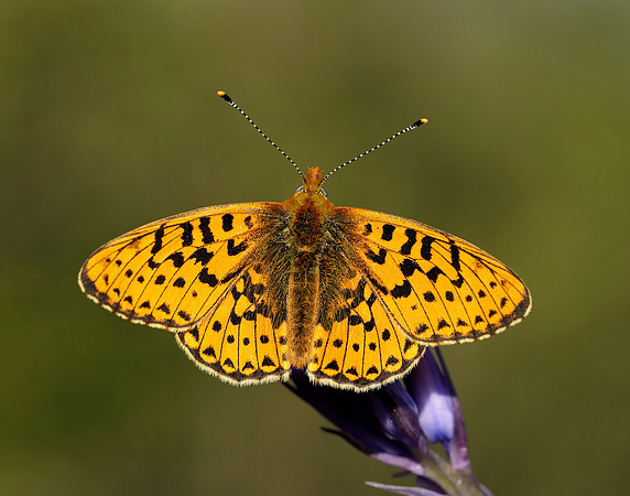 Pearl-bordered Fritillary Boloria euphrosyne