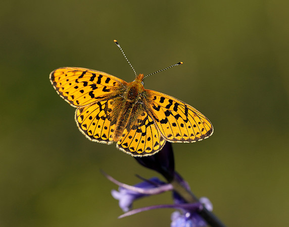 Pearl-bordered Fritillary Boloria euphrosyne