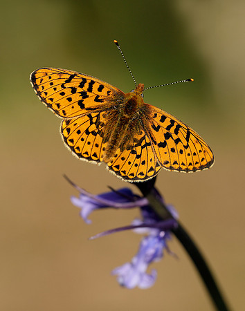 Pearl-bordered Fritillary Boloria euphrosyne
