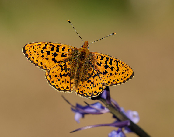 Pearl-bordered Fritillary Boloria euphrosyne