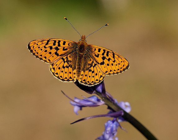 Pearl-bordered Fritillary Boloria euphrosyne
