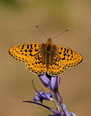 Pearl-bordered Fritillary Boloria euphrosyne