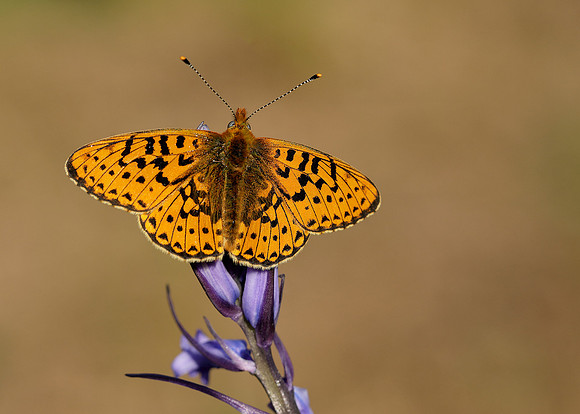 Pearl-bordered Fritillary Boloria euphrosyne