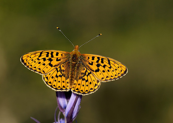 Pearl-bordered Fritillary Boloria euphrosyne