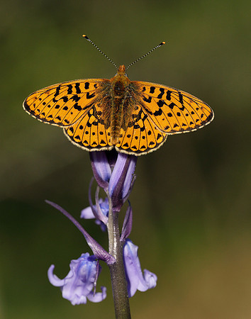 Pearl-bordered Fritillary Boloria euphrosyne