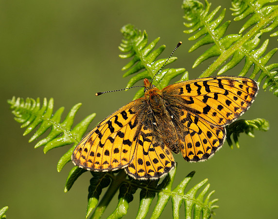 Pearl-bordered Fritillary Boloria euphrosyne