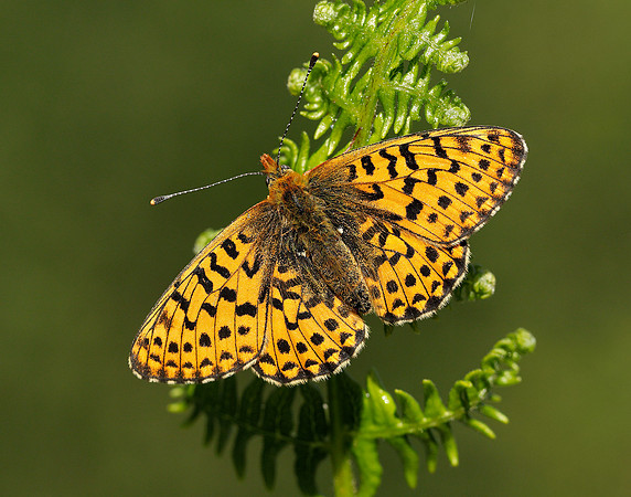 Pearl-bordered Fritillary Boloria euphrosyne