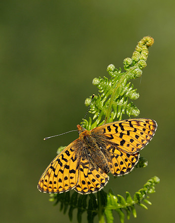 Pearl-bordered Fritillary Boloria euphrosyne