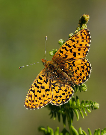 Pearl-bordered Fritillary Boloria euphrosyne