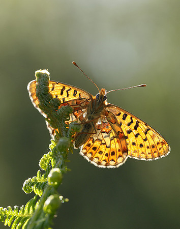 Pearl-bordered Fritillary Boloria euphrosyne