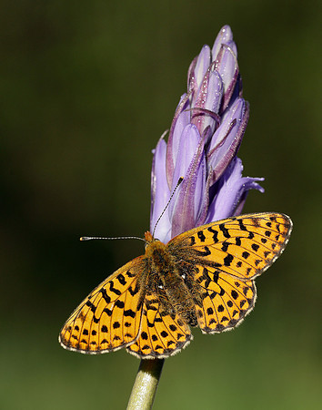 Pearl-bordered Fritillary Boloria euphrosyne