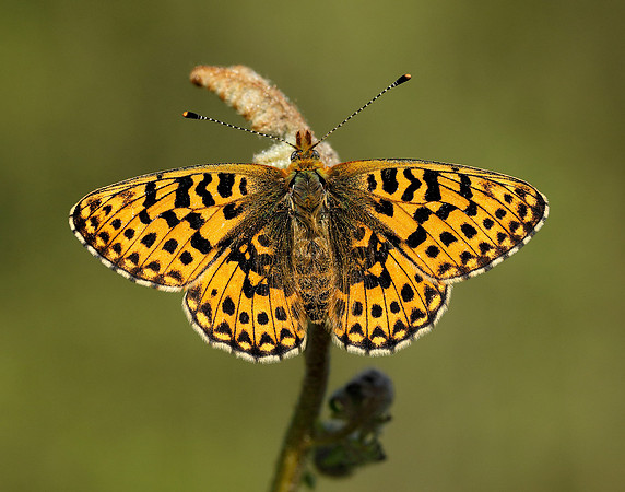 Pearl-bordered Fritillary Boloria euphrosyne