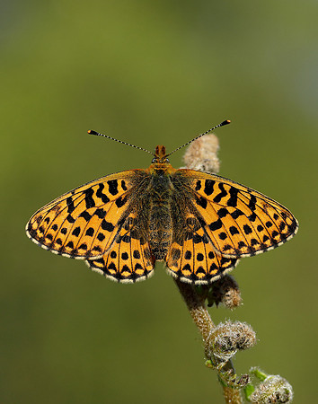 Pearl-bordered Fritillary Boloria euphrosyne