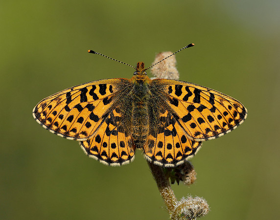 Pearl-bordered Fritillary Boloria euphrosyne
