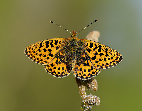Pearl-bordered Fritillary Boloria euphrosyne