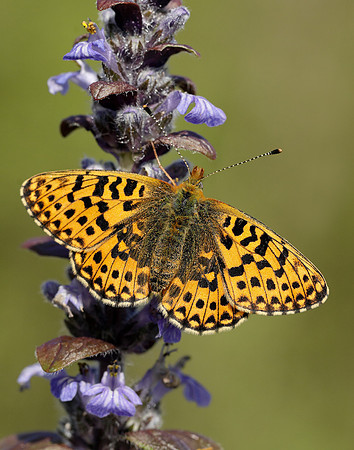 Pearl-bordered Fritillary Boloria euphrosyne