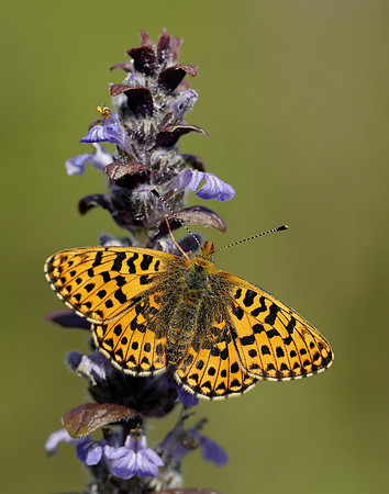 Pearl-bordered Fritillary Boloria euphrosyne